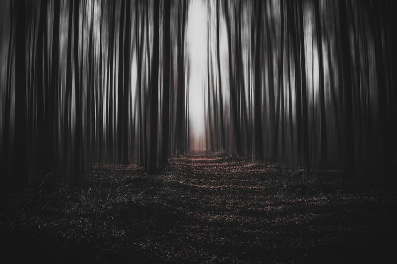 Enchanted Forest Wedding Photo